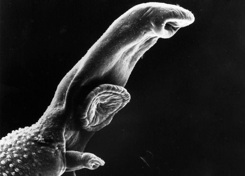 Schistosoma là một loại ký sinh trùng có vòng đời cần có vật chủ trung gian. 