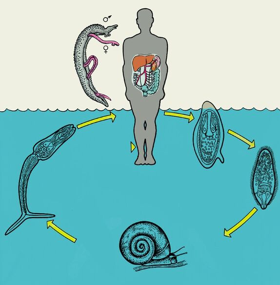 Sơ đồ vòng đời của Schistosoma