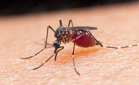 muỗi là vật mang ký sinh trùng đơn bào và bệnh sốt rét