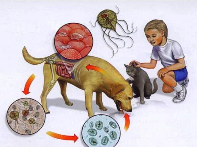 cách lây nhiễm ký sinh trùng cho trẻ