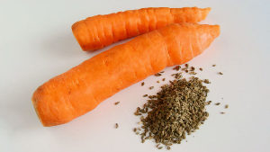 Hạt cà rốt từ ký sinh trùng